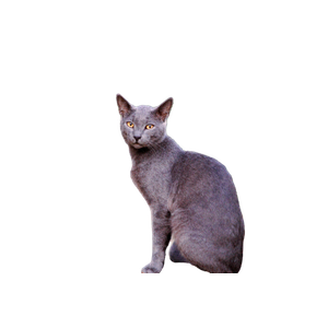 A Cute Gray Cat Sitting Outdoors With A Curious Expression, Surrounded By Nature. 13520 - Cat PNG image with transparent background